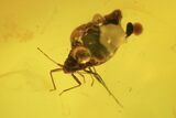 Fossil Fly (Diptera) In Baltic Amber #109505-3